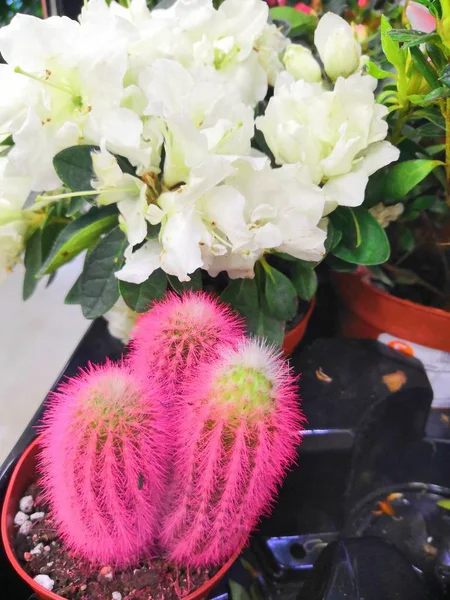 Taman pusat dan konsep pemasok grosir. Banyak kaktus yang berbeda dalam pot bunga di toko bunga di rak-rak troli . — Stok Foto