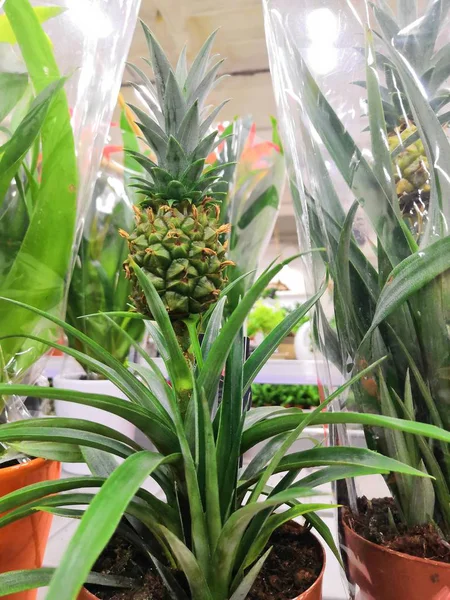 Trevlig grön ananas växt växer med stora färska ananas frukt på den med små ananas — Stockfoto