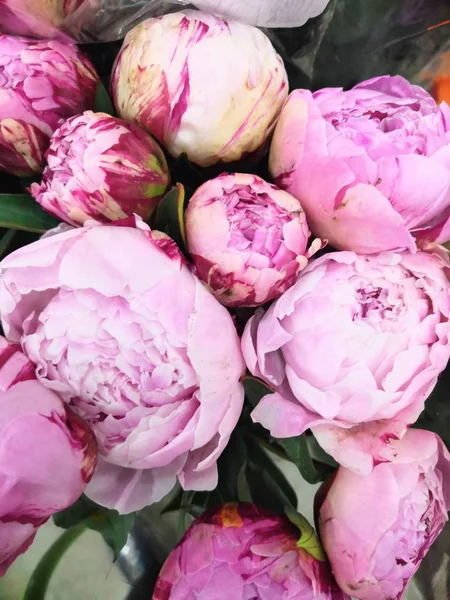 Элегантный букет много пионов розового цвета крупным планом. Красивый цветок для любого праздника . — стоковое фото