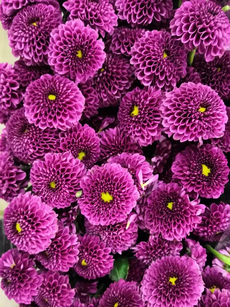 Texture of bunch flowers pink and white color, close up.