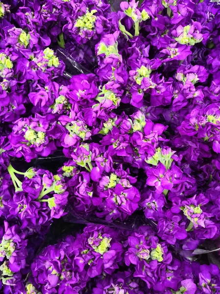 Bunga ungu-ungu yang indah dengan bagian tengah kebun Tradescantia dengan latar belakang daun hijau close-up — Stok Foto