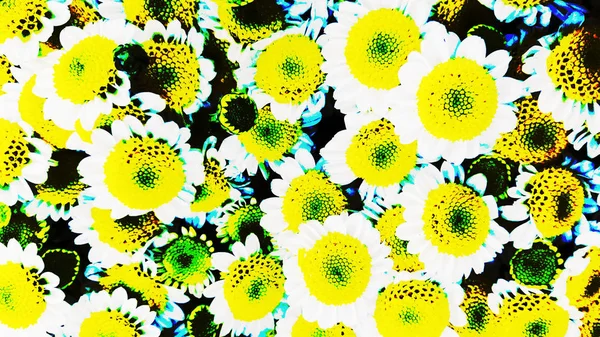 Large ornamental daisies, ornamental daisies in the garden, very large, — Stock Photo, Image