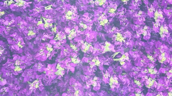 Hermosas flores violeta-púrpura con un medio esponjoso del jardín Tradescantia sobre un fondo de hojas verdes de cerca —  Fotos de Stock