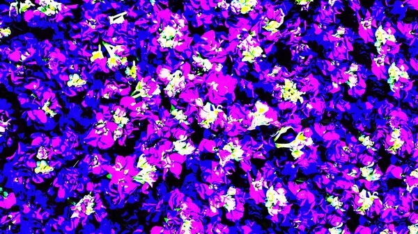 Hermosas flores violeta-púrpura con un medio esponjoso del jardín Tradescantia sobre un fondo de hojas verdes de cerca —  Fotos de Stock