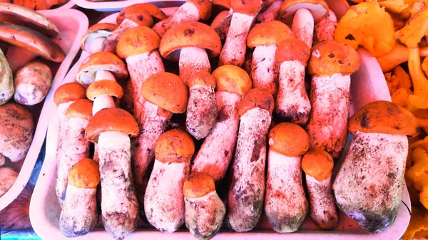 Muitos cogumelos de boleto de gorro laranja na mesa . — Fotografia de Stock
