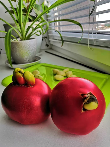 Paradicsom kézi, osztály baba Katya nagy gyümölcsű, a súlya a gyümölcs lehet kb 180 g. — Stock Fotó