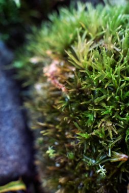 Heather göller, nehirler ve göletler boyunca kayalarda yetişir. Seçici odaklanma ile kapat