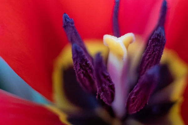 Zbliżenie makro świeży wiosenny bukiet tulipanów z przezroczystymi kroplami wody rosy na płatkach. Delikatny nacisk na krople deszczu rosy. — Zdjęcie stockowe