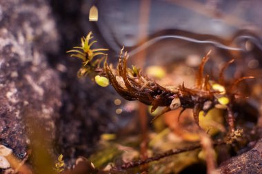 Heather göller, nehirler ve göletler boyunca kayalarda yetişir. Seçici odaklanma ile kapat