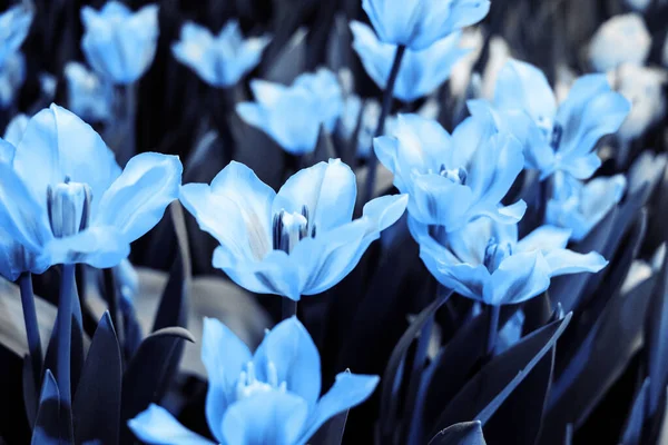 Niebieski różowy kwiat tulipana z kroplami wody, makro zdjęcie.Jedna głowa kwiatu w zielonym polu po deszczu, zbliżenie. — Zdjęcie stockowe
