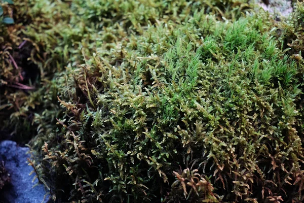 Musgo composición viva cultivada en un invernadero. Moss formado como si el bosque en miniatura — Foto de Stock