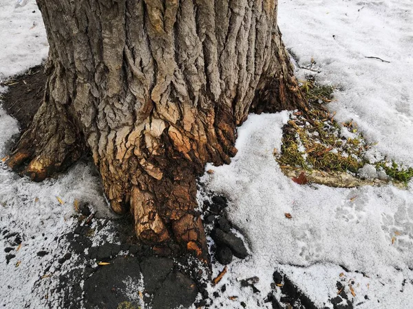 Árbol Textura Gruesa Suelo Cubierto Nieve Una Foto Grandes Raíces —  Fotos de Stock