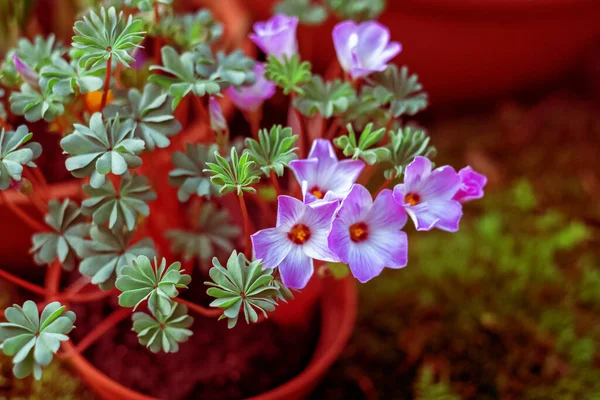 Silver Shamrock flowers or Chilean Oxalis, Pink Carpet Oxalis, Pink Buttercups, Pink Sauerklee in St. Gallen, Switzerland. Stok Lukisan  