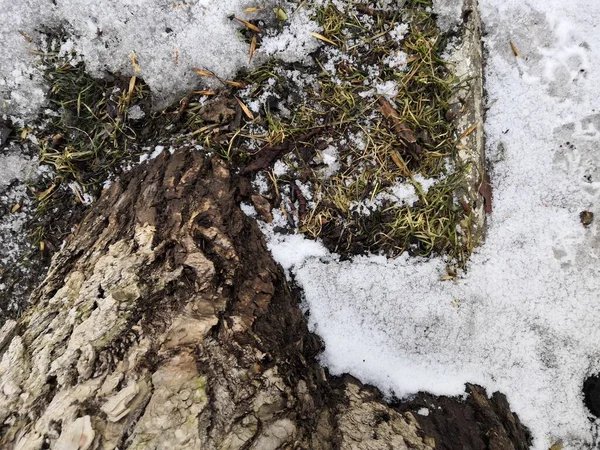 Густе текстуроване дерево в землі, покрите снігом — стокове фото