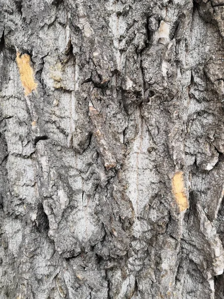 Зелена чорна мох росте на Aspen Tree Trunks White Bark Textured Close — стокове фото