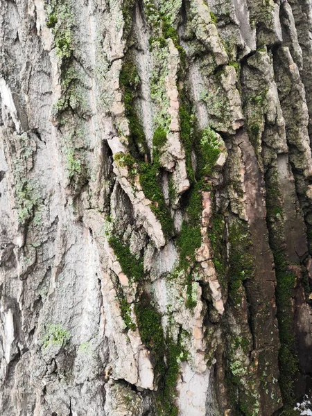 苔が生えている木の質感や. — ストック写真