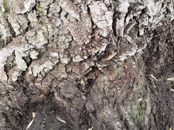 木の樹皮にLichen 木の上で成長しているモス 緑の地衣類と茶色の質感の樹皮 木々や森 花の背景 — ストック写真