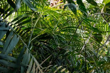 Avuç içi. Yeşil palmiye yaprağı deseni soyut arka plan. Tropik yaz konsepti için grafik tasarım alanı kopyala. Klasik ton filtre efekti renk biçimi.