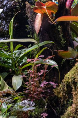 Tropik küçük bitkiler. Fil çalılarının en üst görüntüsü Hindistan 'ın Yeni Delhi kentindeki bitki yetiştirme tesisinde küçük yapraklar kümelenir.