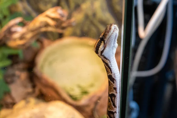 Serpientes Reptilianas Boa Constrictor Boa Constrictor Una Serpiente Pescado Que Imágenes de stock libres de derechos