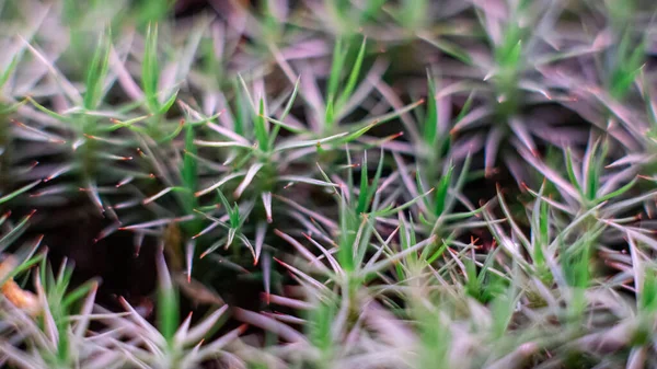 Koyu yeşil arka planda orman zemininde çiy damlaları olan bryum yosunlu fındıklar. Telifsiz Stok Imajlar