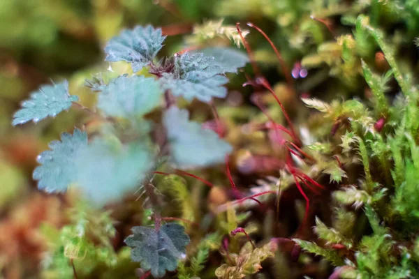 Макро мох бріуму Поляни з краплями роси на лісовій підлозі на темно-зеленому тлі — стокове фото