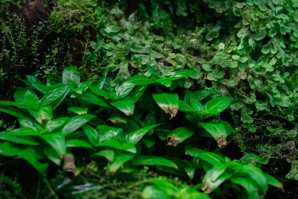 花の小さな閉じた蕾を持つ緑と赤の枝の小さなクリーパー — ストック写真