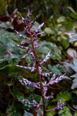 Aechmea Blue Rain veya Aechmea Blue Tango, Florida 'da yetişen bir Bromeliad türüdür..
