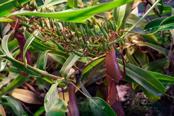 tropical small plants. Top shot of the elephant bush small leaves plant in cluster inside the plant nursery in New Delhi, India