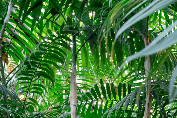 Palme Grüne Palmblattmuster Strukturieren Abstrakten Hintergrund Kopierraum Für Grafikdesign Und — Stockfoto