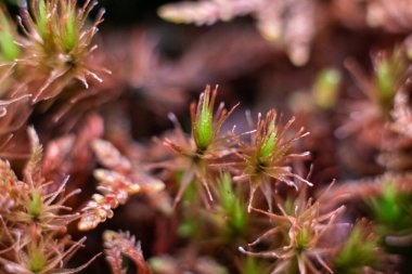 Yosunlu bitkiler, yosunlar ve bu yosunlar, ya da bryophytler. Koyu yeşil arka planda orman zemininde çiy damlaları olan bryum yosunlu fındıklar.