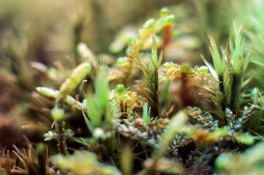 Yosunlu bitkiler, yosunlar ve bu yosunlar, ya da bryophytler. Koyu yeşil arka planda orman zemininde çiy damlaları olan bryum yosunlu fındıklar.