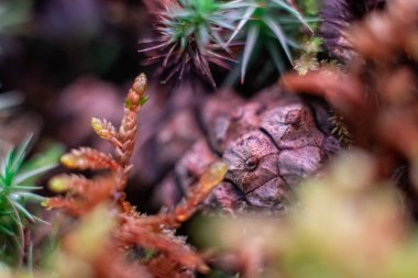 Yosunlu bitkiler, yosunlar ve bu yosunlar, ya da bryophytler. Koyu yeşil arka planda orman zemininde çiy damlaları olan bryum yosunlu fındıklar.