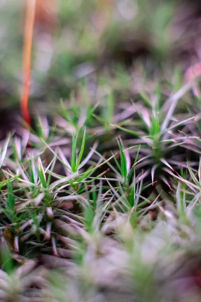 緑の苔マクロ写真 森林階の自然背景 緑の植物の壁紙の背景を閉じます リチェン柄の森の床 デザイン レタリングのための緑の苔のマクロテクスチャ — ストック写真