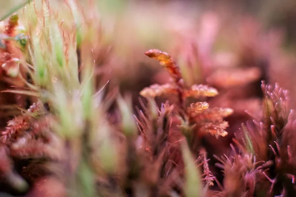 Green moss macro photography, forest floor nature background. Green plants close up wallpaper background. Lichen pattern forest floor, green moss macro texture for design, backdrop, lettering.