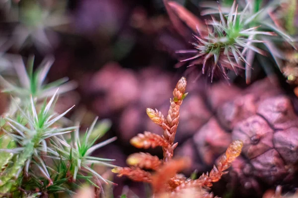 Yeşil yosun makro fotoğraf, orman zemininde doğa geçmişi. Yeşil bitkiler duvar kâğıdı arkaplanı kapatır. Lichen desenli orman zemini, yeşil yosun deseni tasarım için, arkaplan, harfler için..