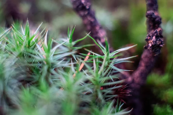 Macro Fotografia Verde Muschio Sfondo Della Natura Del Pavimento Della — Foto Stock