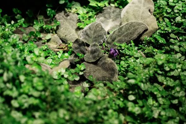 緑の小さな植物の枝 花の小さな閉じた蕾を持つ緑と赤の枝の小さなクリーパー — ストック写真