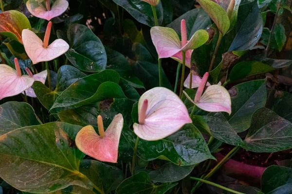 Anthurium. A genus of evergreen plants in the family Araceae, or Araceae. The Latin name of the genus is derived from the ancient Greek words meaning flower and tail . A genus of evergreen plants