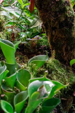 Tropik küçük bitkiler. Fil çalılarının en üst görüntüsü Hindistan 'ın Yeni Delhi kentindeki bitki yetiştirme tesisinde küçük yapraklar kümelenir.