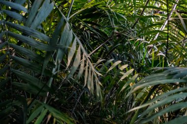 Avuç içi. Yeşil palmiye yaprağı deseni soyut arka plan. Tropik yaz konsepti için grafik tasarım alanı kopyala. Klasik ton filtre efekti renk biçimi.