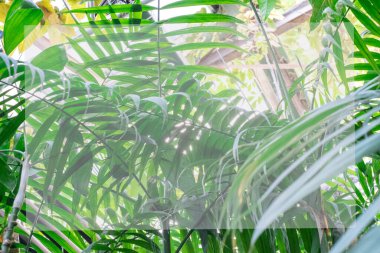 Avuç içi taklidi yap. Yeşil palmiye yaprağı deseni soyut arka plan. Tropik yaz konsepti için grafik tasarım alanı kopyala. Klasik ton filtre efekti renk biçimi.