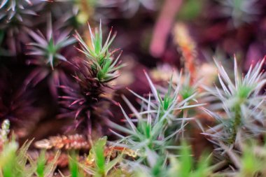 Green moss macro photo with selective focus, forest floor nature background. Green plants close up wallpaper background. Lichen pattern forest floor, green moss macro texture for design, backdrop, lettering.