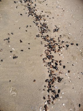 beach shells on the sand on the coastline. Starfish and seashells on sandy beach. Top view