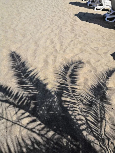 Shadow Palm Leaves Sand Shadow Palm Trees Beach Black Silhouette — Stock Photo, Image