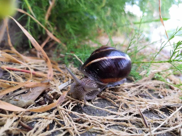 Snail Crawling Path Next Wet Grass Close Snail Taken Side — Stock Photo, Image