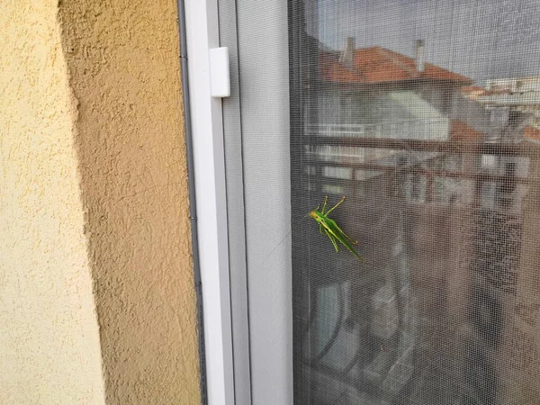 绿色的大螳螂投下它的影子 坐在白色的木制窗框上 沐浴在阳光中 — 图库照片