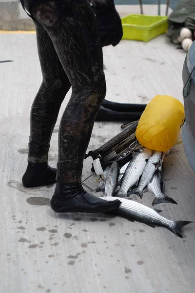 Potápěč Ulovenými Rybami Čerstvé Ryby Ulovené Jeden Druhém Podmořského Potápěče — Stock fotografie