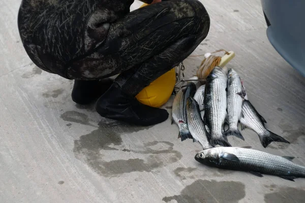 Fischer mit gefangenem Fisch. Taucher mit gefangenem Fisch. Frisch gefangener Fisch nach und nach — Stockfoto