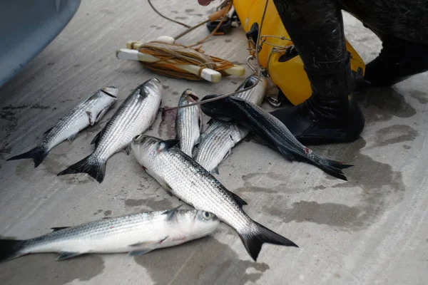 Balıklı balıkçı. Balıklı bir dalgıç. Taze balıklar birer birer yakalandı. — Stok fotoğraf